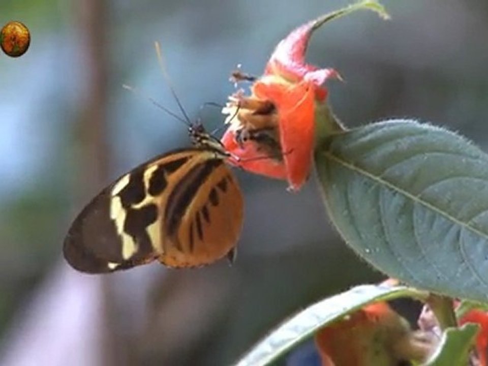 l'envol des papillons, butterflies, mariposas, schmetterlinge, farfalle