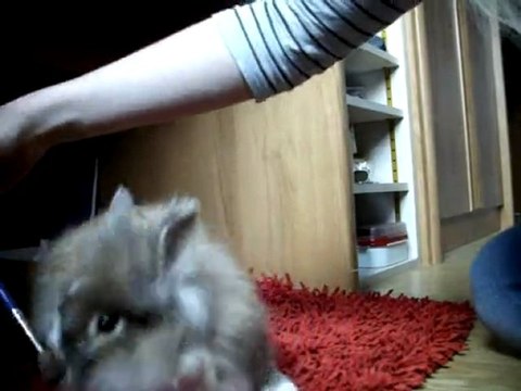 Swity et le pinceau :p