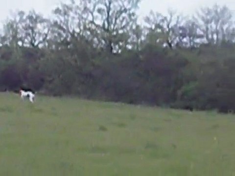 Débourrage braque français