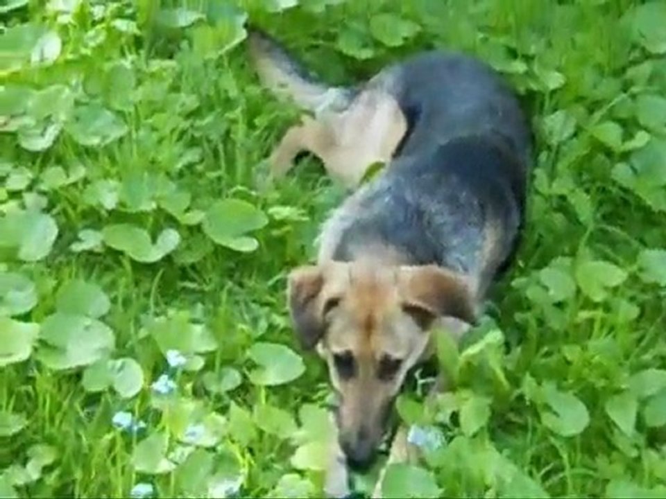 TARANIS dans "Comme un chien dans un cimetière" de THIEFAINE