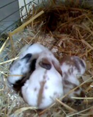 bébés Frimousse 11 jours