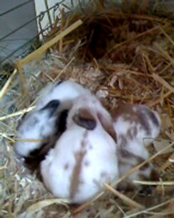 bébés Frimousse 11 jours