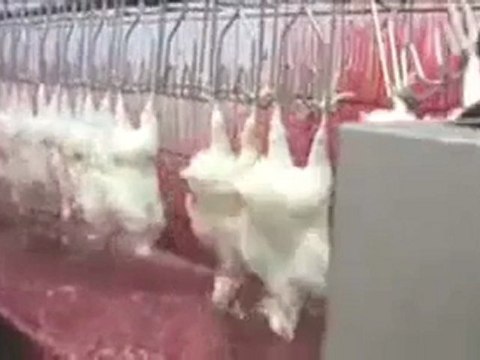 KFC n'est pas Hallal