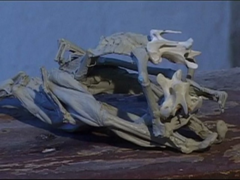 dominique baur -peintre et animOSmen -les films de la clape -avril 2011