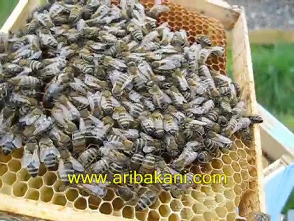 karniol arı, arıcılık videoları