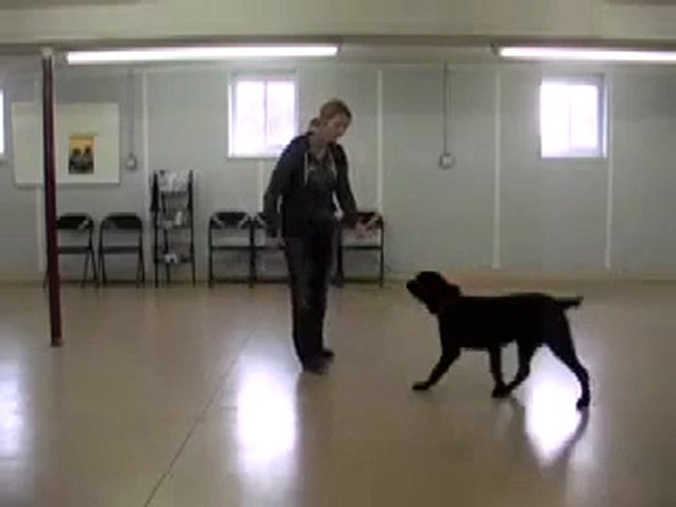 Does A Shock Collar Hurt My Dog?