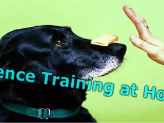 Top Tips For Obedience Training Of Dogs