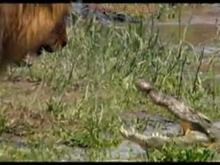 Felinos de Africa: Clip 3: African Cats