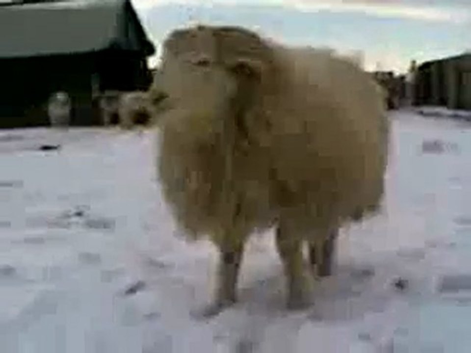 0193 - Un mouton charge 2 hommes