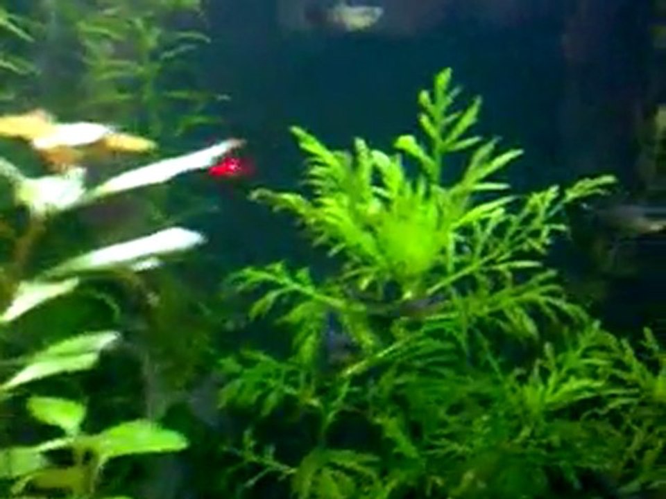 Moscow Blue Lepistes Akvaryumum