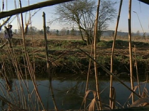 Migrating birds return early to Switzerland