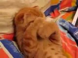 0195 - Dure dure de se réveiller le chat