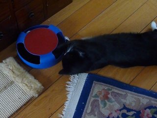 Figo joue avec la souris.