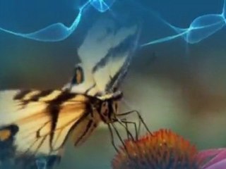 ERNESTO CORTAZAR - Morenita mia