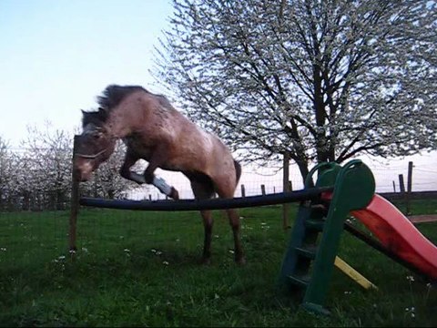 Séance saut du 08 avril 2011