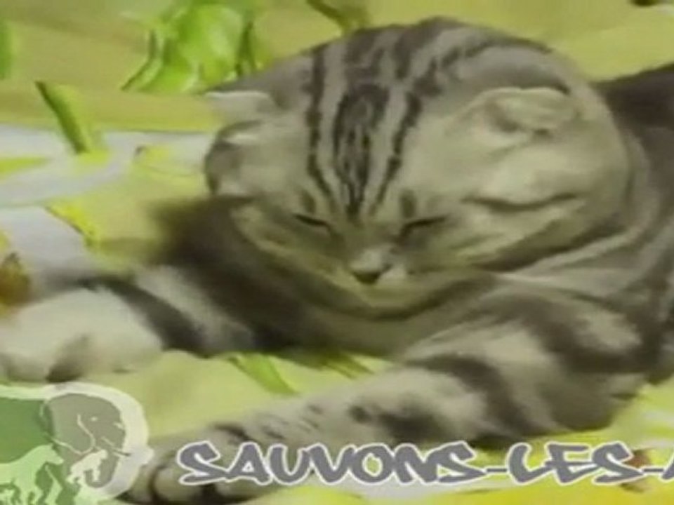 Chat tombe de fatigue