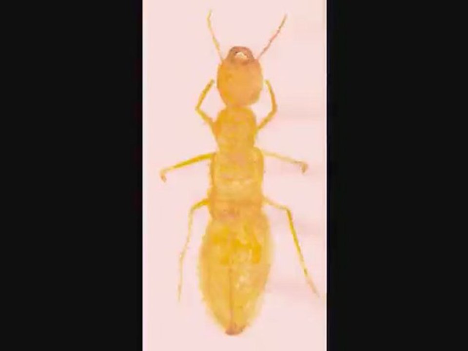 cartoon.1