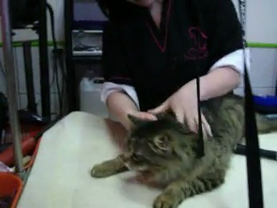 Carambole chez la coiffeuse