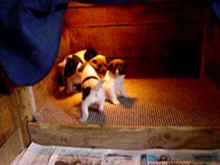 smooth fox terrier puppies