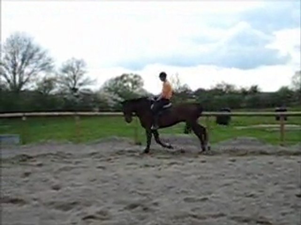 Film Vente Hongre de 5 ans