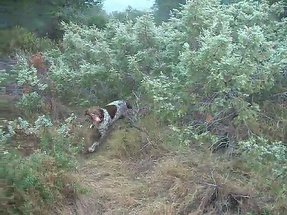 cirka de saint Montange chasse à la Bécasse février 2011