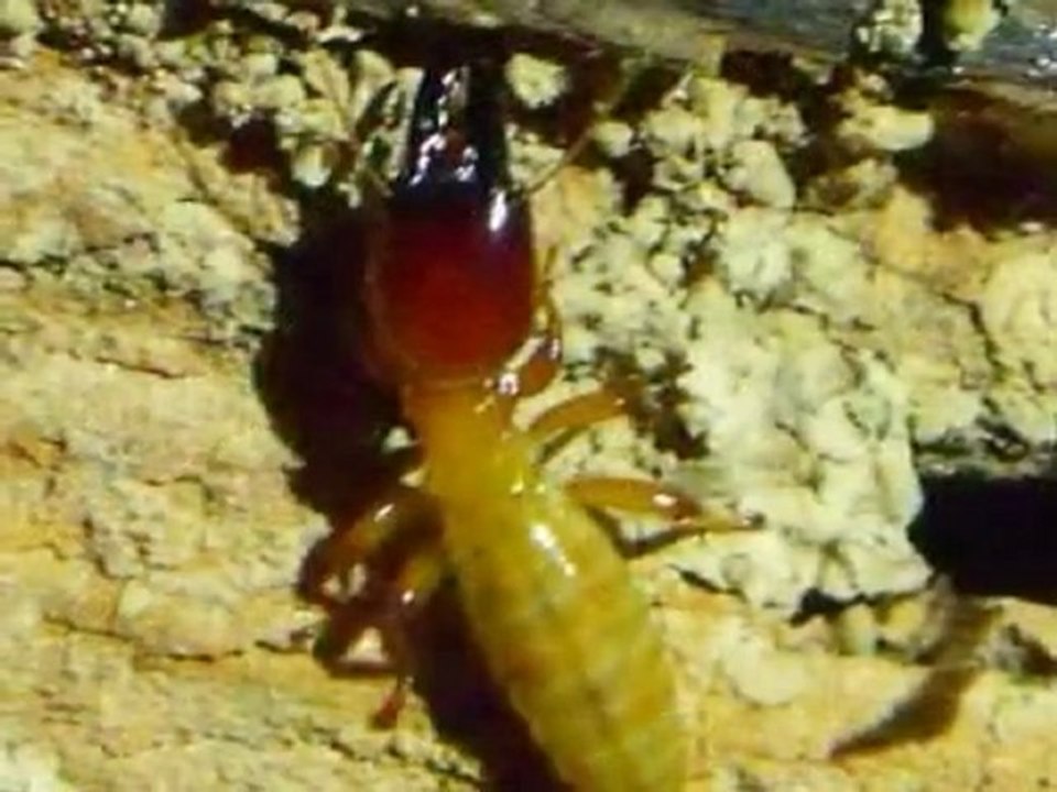 Bellingham Home Inspections (King of the House) Dampwood Termites