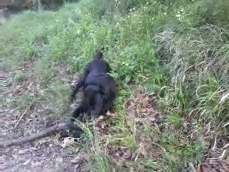 Ballade Tara&Kenzo&faust