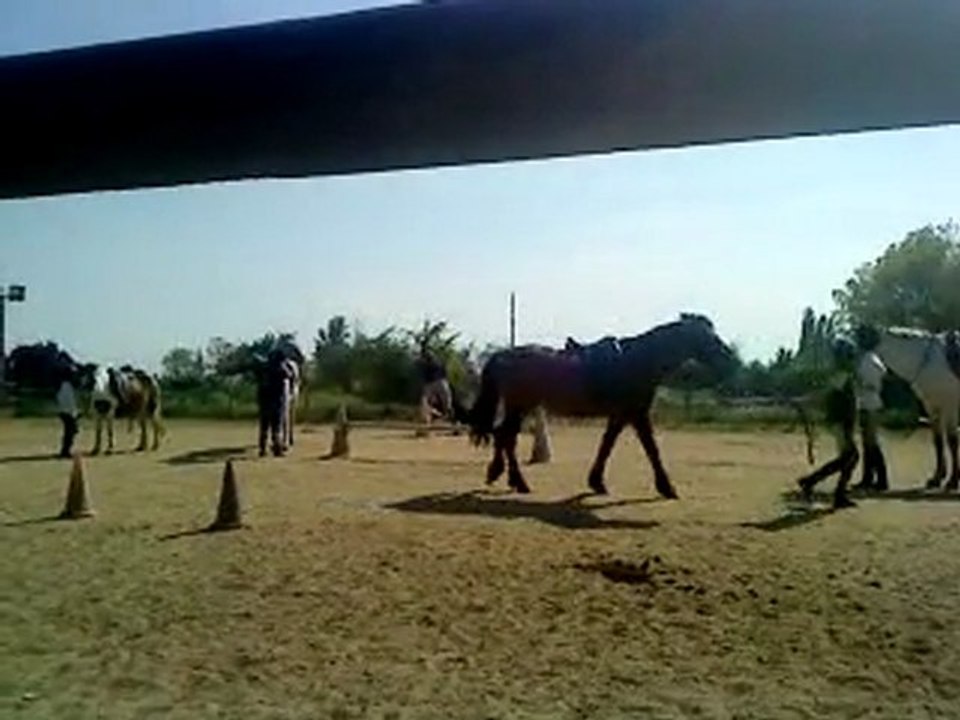 Les chiens de CSO à l'Ecurie des Hugons ♥