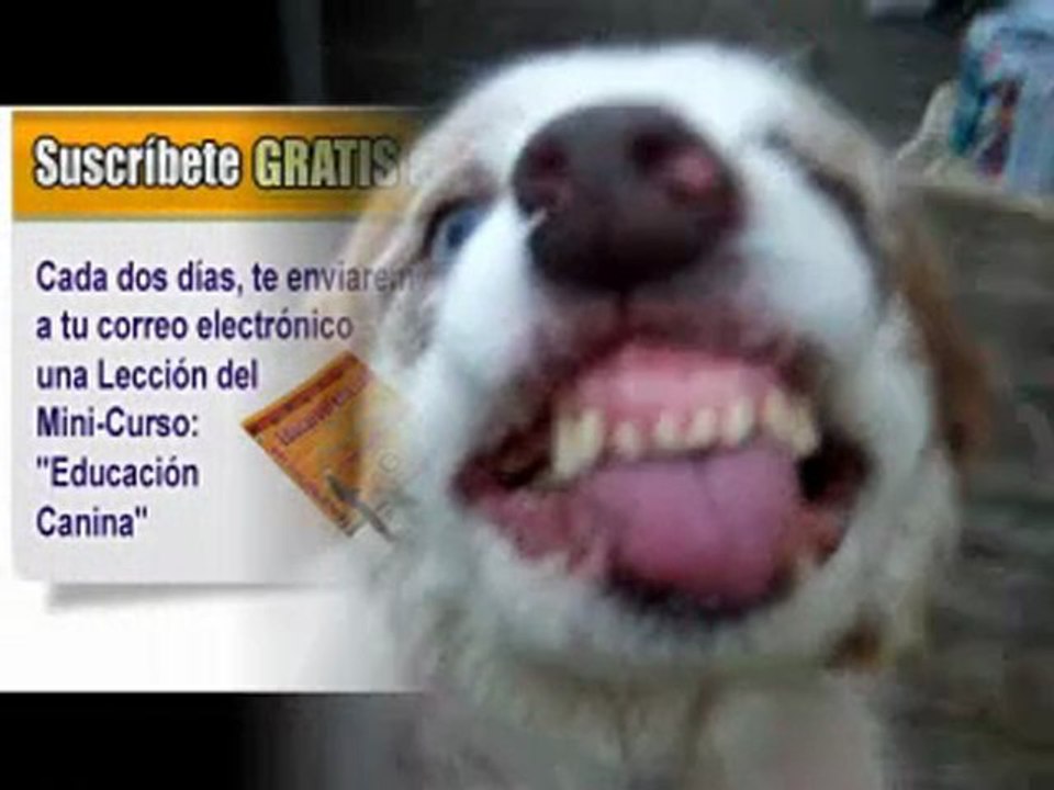 Como Educar un Perro Adulto o cachorro