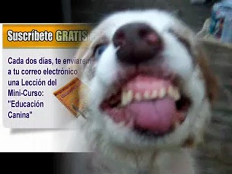 Como Educar un Perro Adulto o cachorro