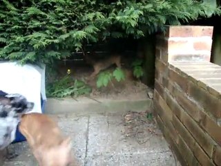 foxie en garderie chez nous !