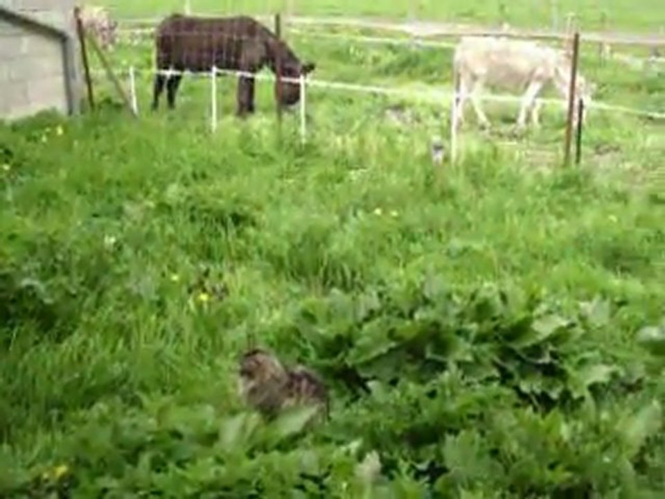 Carambole et les trois ânes