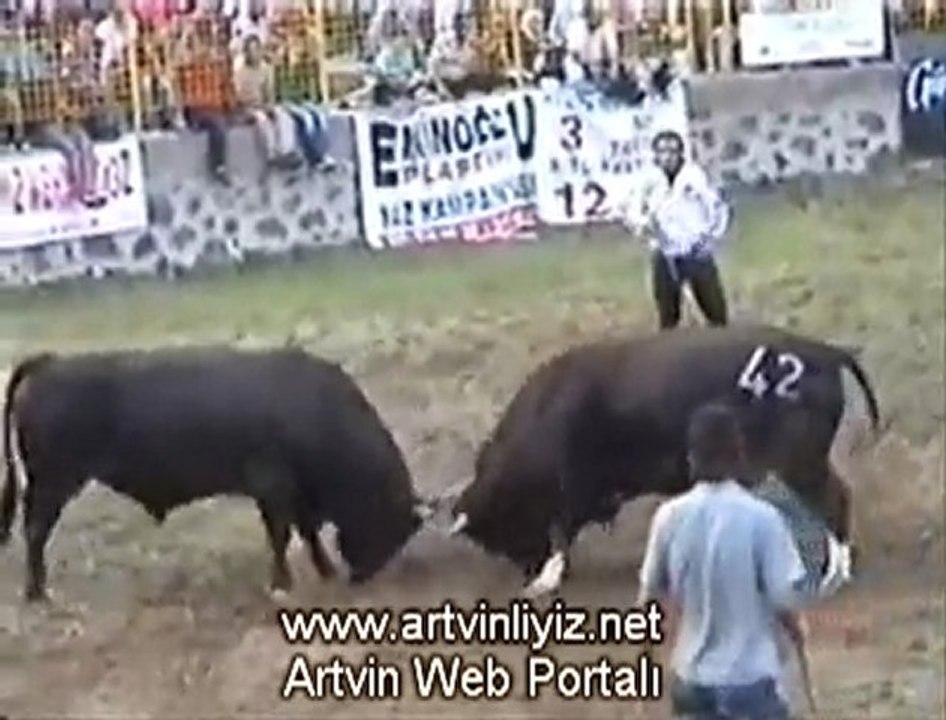 Kafkasör Boğa Güreşleri 2010 Başaltı Güreşleri Video-www.artvinliyiz.net