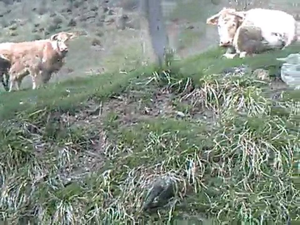 DEUX VACHES ET LEUR VEAU