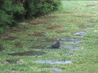 Baignade collective de merles 19 juin 2004