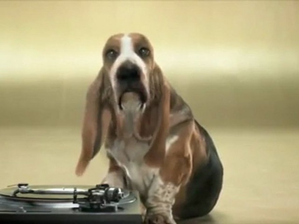 Basset Hound Beat Box