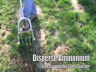 Plant grass seed when it comes to doggy urine turf damage.