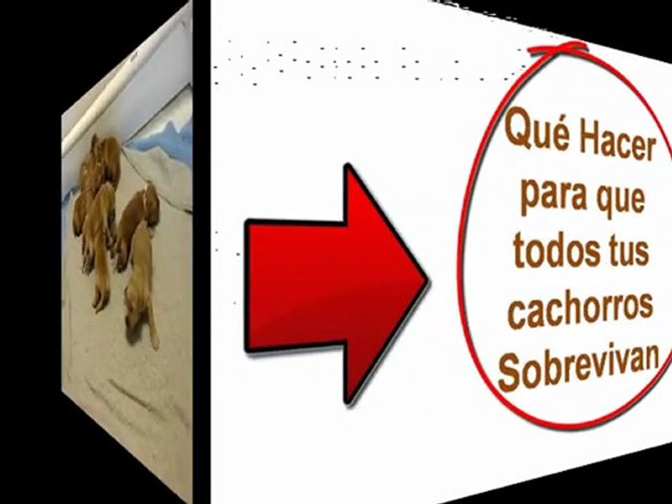 Cachorros Recien Nacidos Cuidados y riesgos