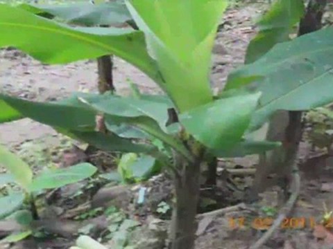 SFA ICT - 1011 - IIAG1