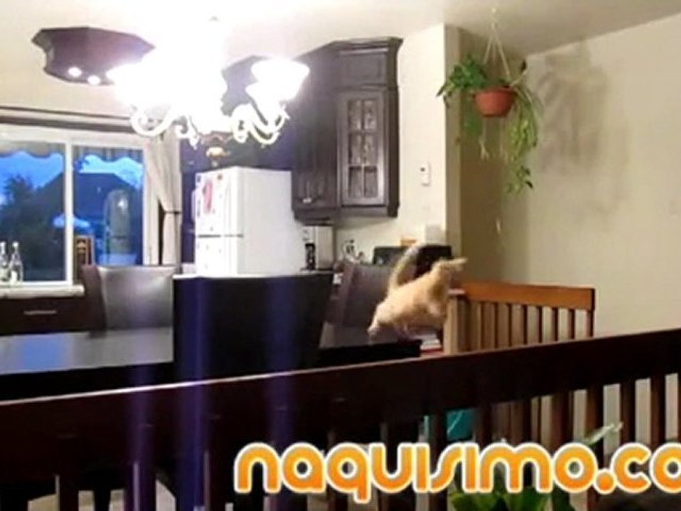 FAIL: Un gato Super menso