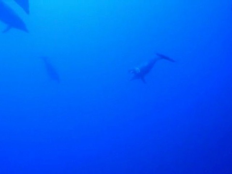 Rangiroa dauphins 14 avril 2011