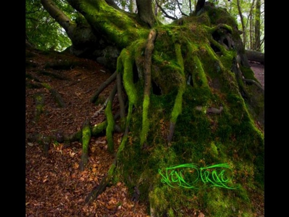 Star of the county down