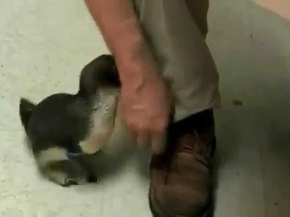 Pinguin wird gekitzelt