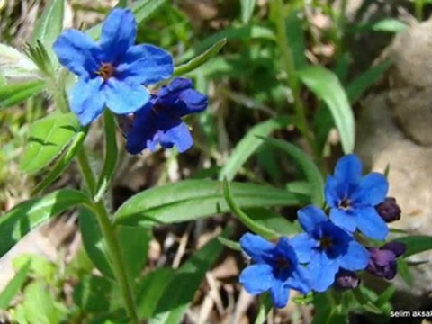 Çoruh Vadisi Ve Artvin Coğrafyası Fotoğraflarla Bitkisel Hayat Slayt Video