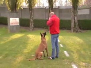 Brevet El'Boy mordant