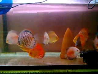 Karaburuk Discus Eş Adayları