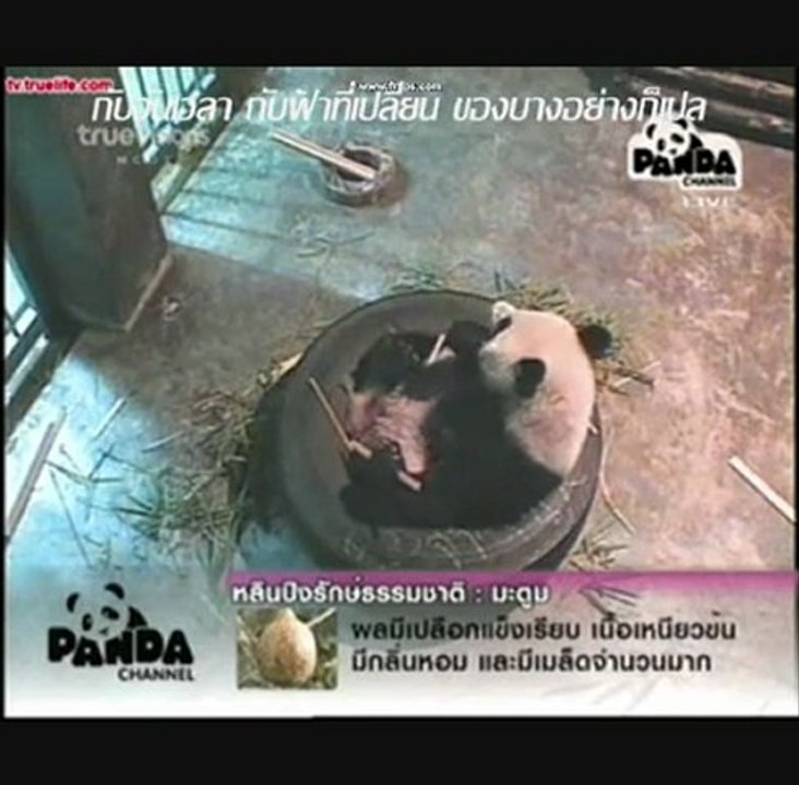 PANDA LinPing-คงเดิม[5]1.3.11