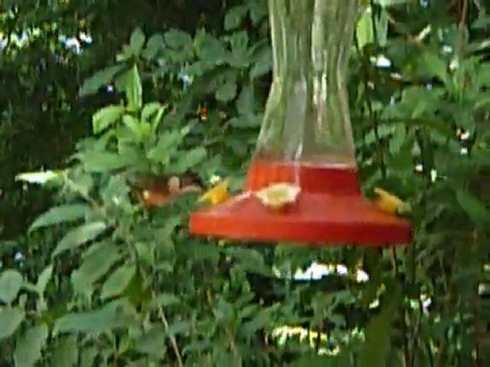 La ronde des petits colibris