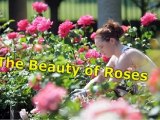 Roses And Rose Gardens