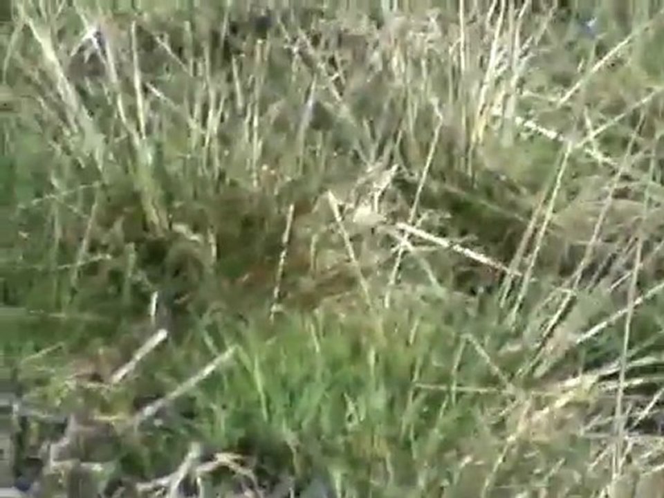 Setter Keklik Ferma www.avyaban.com - ergo